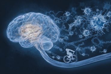 This shows a brain.