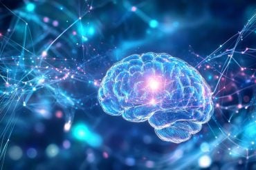 This shows a brain.