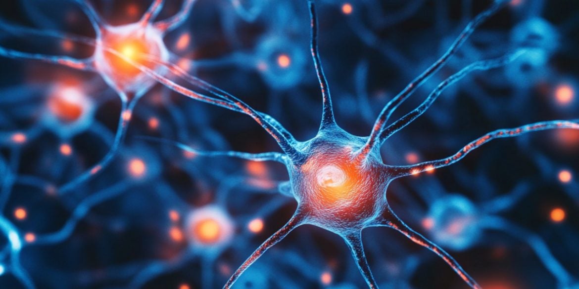 This shows neurons.