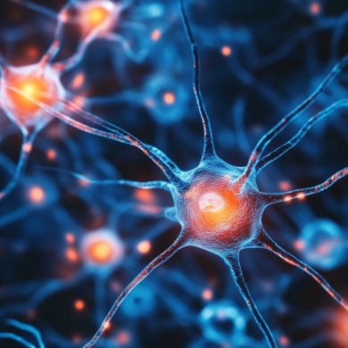 This shows neurons.