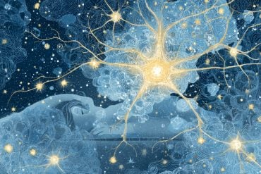 This shows neurons and synapses.