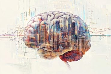 This shows a brain.