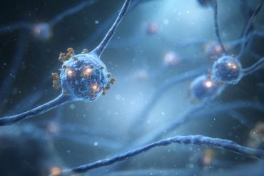 This shows a neuron.