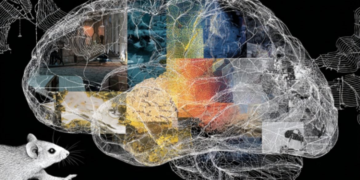 This shows a brain and a mouse.