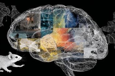 This shows a brain and a mouse.
