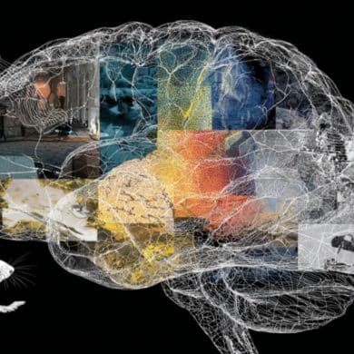 This shows a brain and a mouse.