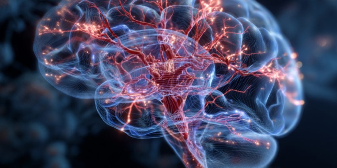 This shows a brain.