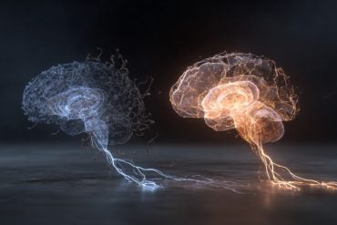 This shows two brains.