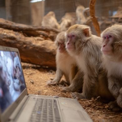 This shows Macaque monkeys watching a video on a laptop.
