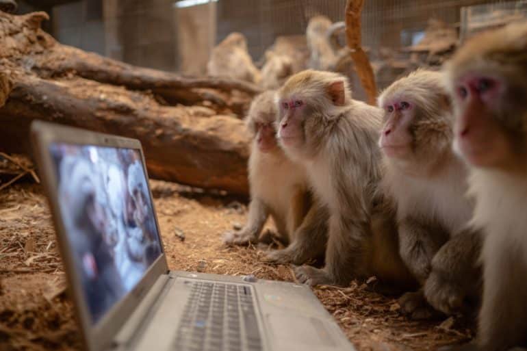 This shows Macaque monkeys watching a video on a laptop.