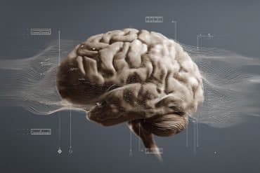 This shows a brain.