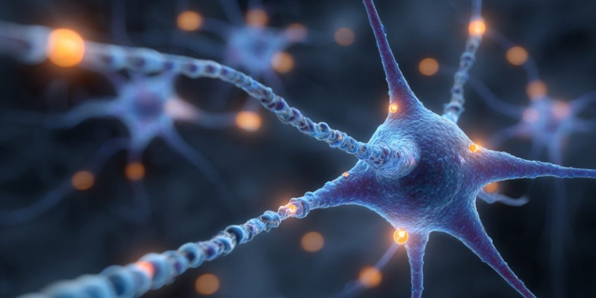 This shows neurons.