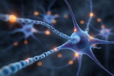 This shows neurons.