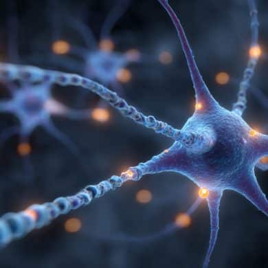 This shows neurons.