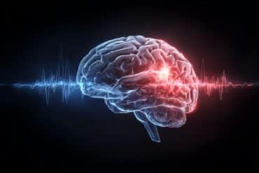 This shows a brain with the amygdala and hippocampus glowing red.