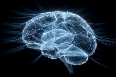 This shows a brain.
