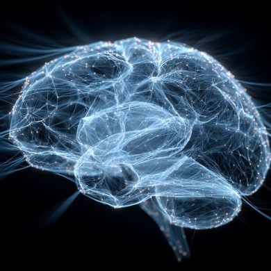 This shows a brain.
