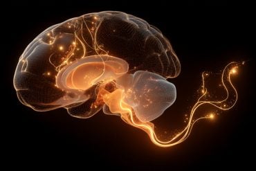 This shows a brain.