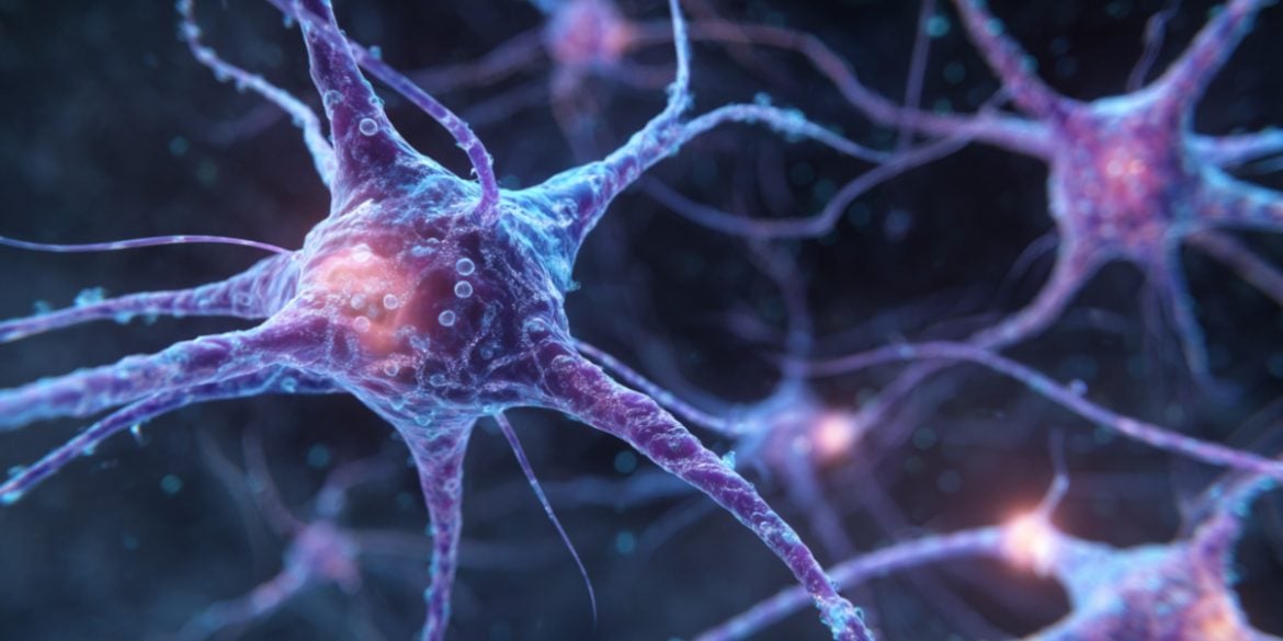 This shows neurons.