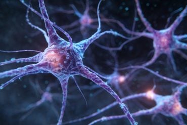 This shows neurons.