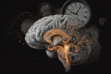 This shows a brain.