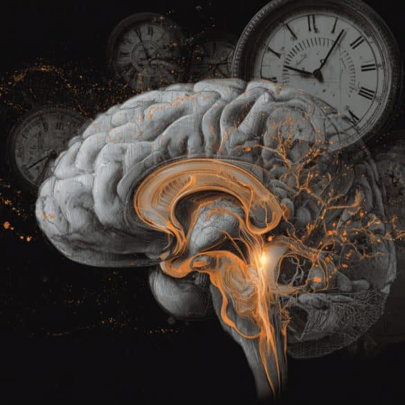 This shows a brain.