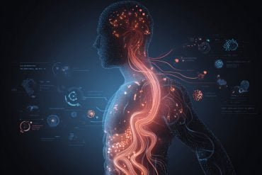 This shows the biological route from the gut to the brain.