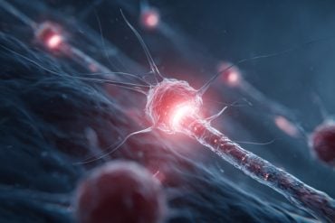 This shows a neuron.
