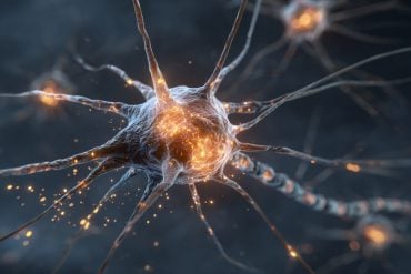 This shows a neuron.