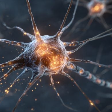 This shows a neuron.