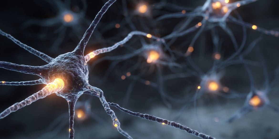 This shows neurons.