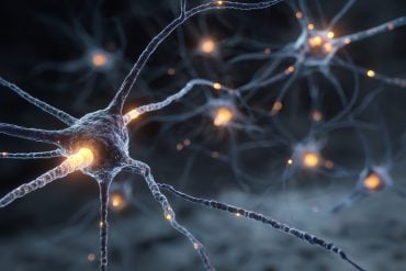This shows neurons.