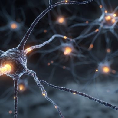 This shows neurons.