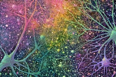 This shows neurons.