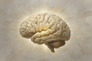 This shows a brain.
