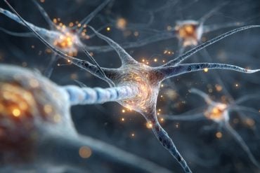 This shows neurons.