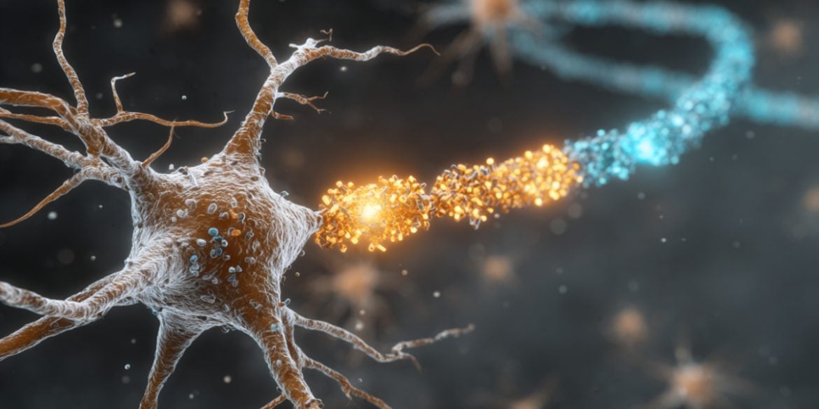 This shows a neuron.