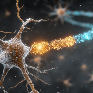 This shows a neuron.