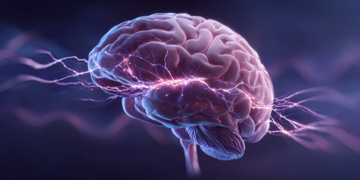 This brain image shows the thalamus highlighted.