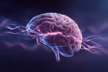 This brain image shows the thalamus highlighted.