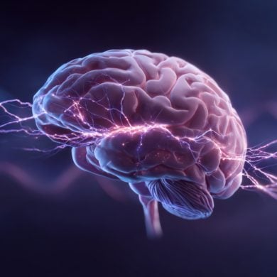This brain image shows the thalamus highlighted.