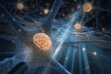 This shows neurons.