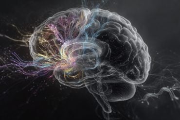This shows a brain.