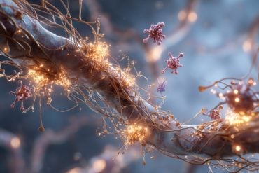This shows neurons.