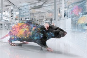 This shows a rat walking.