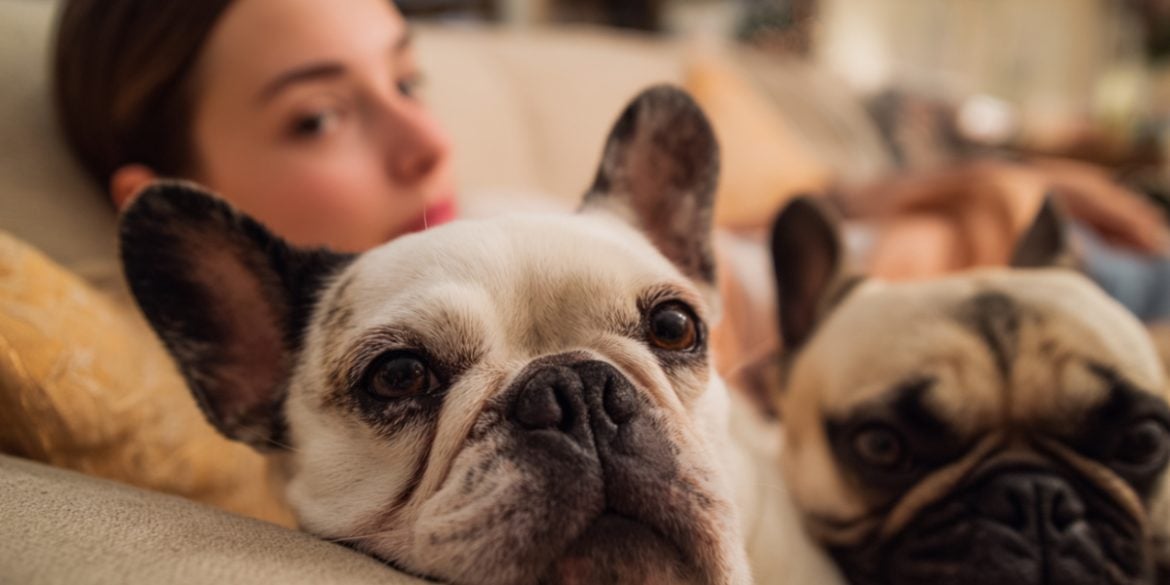 This shows a woman with two french bulldogs.