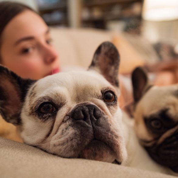 This shows a woman with two french bulldogs.