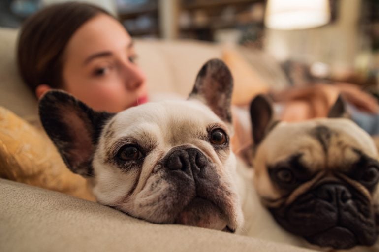 This shows a woman with two french bulldogs.