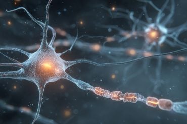 This shows neurons.