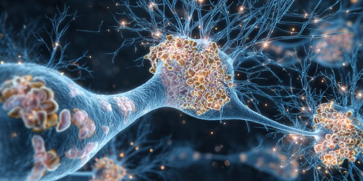 This shows neurons.